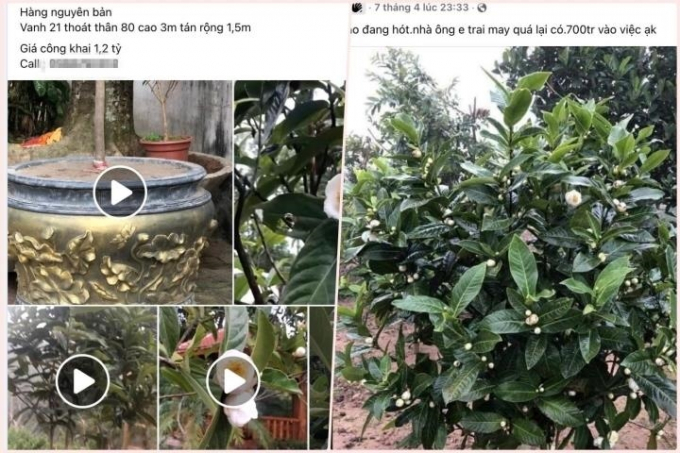 Dễ dàng bắt gặp những bài đăng rao bán bạch hải đường với giá cao ngất ngưởng. (Ảnh chụp màn hình)