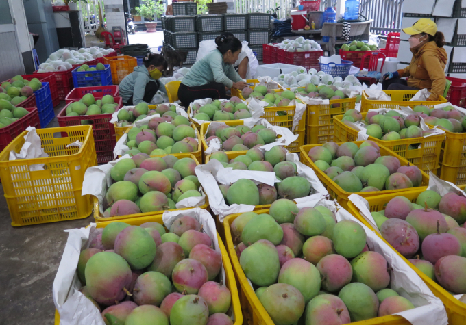 Xoài Úc được đóng gói để vận chuyển đi tiêu thụ tại một vựa xoài trên địa bàn huyện Cam Lâm