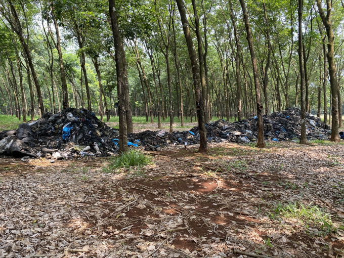 Gần 20 tấn rác thải bị đổ trộm trong vườn cao su H.G