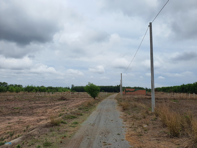 Con đường đá, trồng trụ điện trái phép trên đất trồng mì tại xã Tóc Tiên NGUYỄN LONG