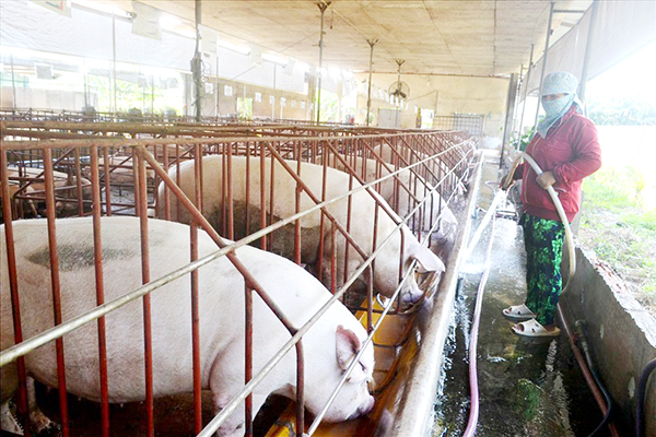 Chăn nuôi heo tại một cơ sở chăn nuôi nhỏ lẻ trên địa bàn tỉnh Đồng Nai. Ảnh: A.Yên