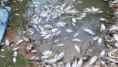 Cá chết theo nước dồn về khu vực gần cầu Sông Giêng thuộc thôn 2, xã Tân Đức trong năm 2021. Ảnh: Báo Bình Thuận.