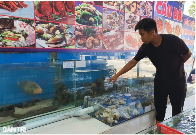 Nhân viên quán C.S. nói về con cá bò da giáp có giá 980.000 đồng/kg.