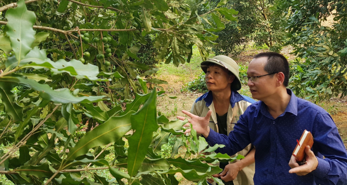 Ông Nguyễn Kế Tiếp hướng dẫn ông Hải kỹ thuật tỉa tán để cây mắc ca sai quả PHAN HẬU
