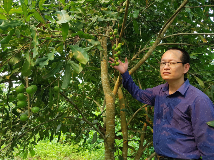 Theo ông Nguyễn Kế Tiếp, vườn cây mắc ca có tỷ lệ đậu quả thấp đều không được người dân chăm sóc, cắt tỉa cành, tạo tán đúng kỹ thuật PHAN HẬU