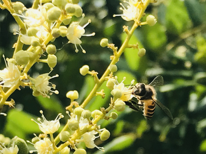 Loài ong Ý hiền tính, rất hiếm khi ảnh hưởng hoặc gây nguy hiểm cho khách du lịch THANH DUY