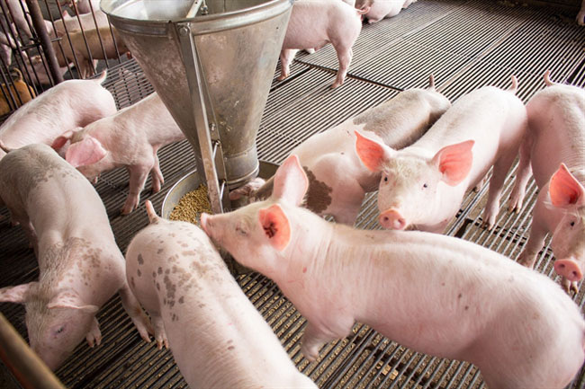 Người chăn nuôi đang gặp nhiều khó khăn trong khi giá lợn hơi đang ở mức thấp.