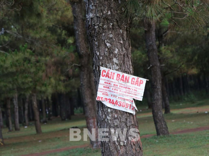 Các biển quảng cáo bán đất nhan nhản tại đồi thông xã Ia Dêr, huyện Ia Grai (Gia Lai) - đây là khu đất nền đang 