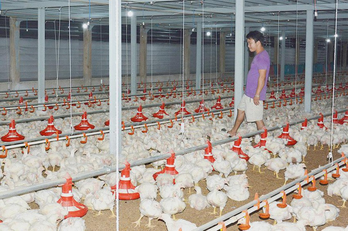 Giá thức ăn chăn nuôi leo thang làm khó người chăn nuôi. Ảnh: QH