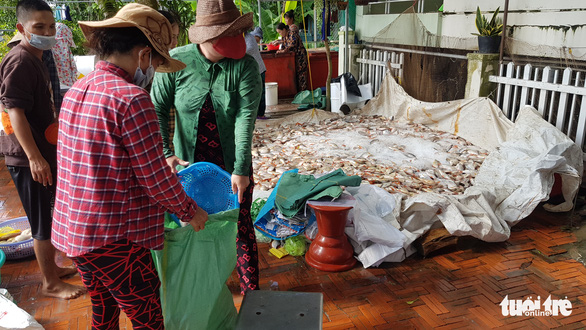 Do cá chết liên tục nên gia đình ông Nguyễn Văn Ngời, ngụ phường Vĩnh Nguơn, đã kêu người thân đổ cá vào bao tải để bán đổ bán tháo - Ảnh: BỬU ĐẤU