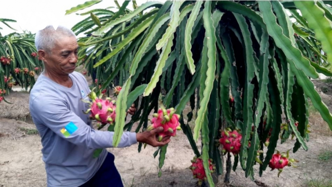 Ông Lê Văn Chín Nhỏ, ở xã Long Trì, huyện Châu Thành, tỉnh Long An vẫn có đầu ra nhờ trồng thanh long hữu cơ ruột đỏ hơn 4 năm qua