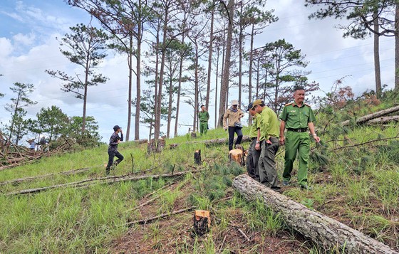 Cơ quan chức năng khám nghiệm hiện trường vụ phá rừng quy mô lớn ở Đà Lạt. Ảnh: ĐOÀN KIÊN