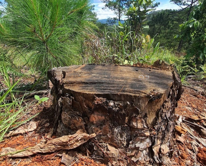 Hình ảnh còn lại của cây thông lớn bên trong khu vực dự án lò đốt rác sau khi đã bị đốn hạ - Ảnh: Hà Nam