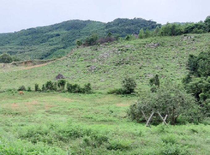 Một khu vực đất lâm nghiệp ở xã Canh Hòa