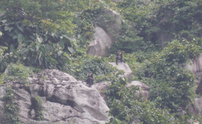 Một số cá thể voọc chà vá chân đen đang sống trên núi Chứa Chan LÊ LÂM