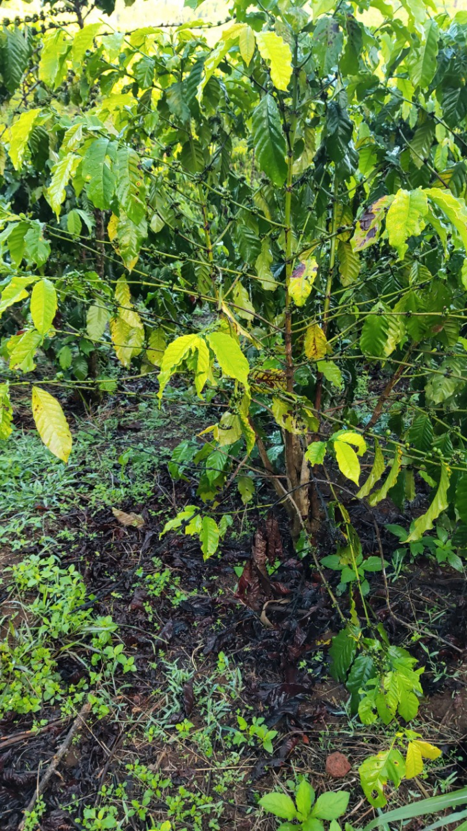 Vườn cà phê có hiện tượng rụng trái sau khi bón phân NPK CTV