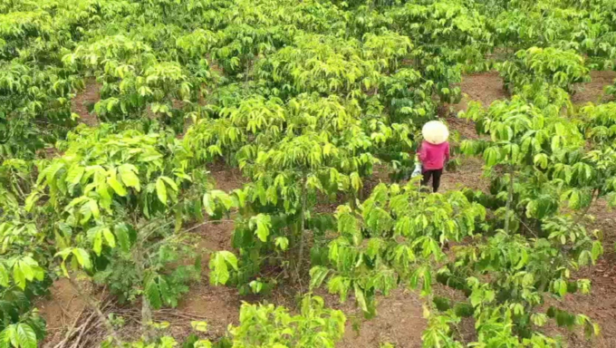 Vườn cà phê có hiện tượng vàng lá, rụng trái sau vài tuần bón phân NPK mua tại đại lý M.N CTV