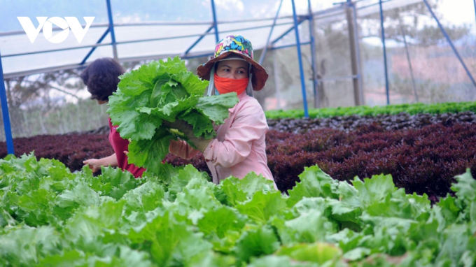 Nông dân Lâm Đồng đang tích cực phát triển sản xuất nông nghiệp hữu cơ.
