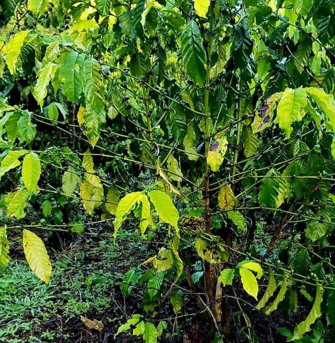 Sau khi bón phân, cây cà phê bị vàng lá, rụng trái