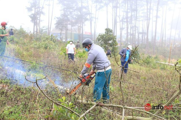 Sau khi chặt phá rừng thông hàng chục năm tuổi, người dân đã chiếm đất và trồng các loại cây khác.