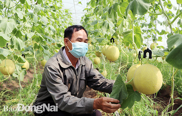 Dưa lưới của Công ty TNHH Trang Trại Việt, H.Xuân Lộc đạt Sản phẩm OCOP 4 sao. Ảnh: Lê Quyên