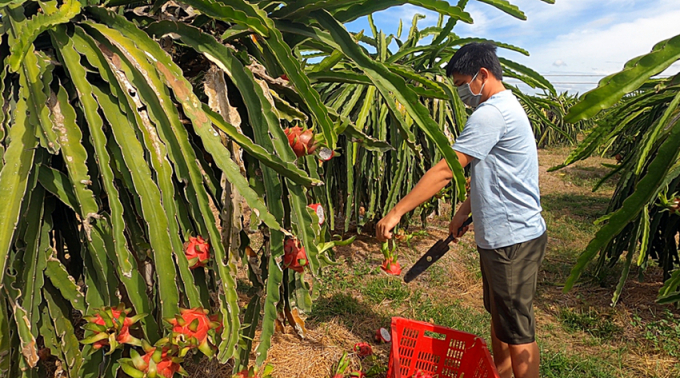 Người dân chặt bỏ trái thanh long do giá quá thấp. Ảnh: Phương Nam