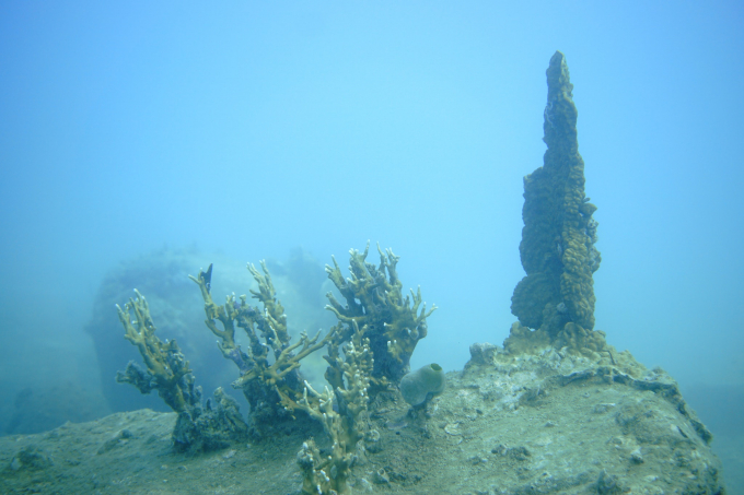Rạn san hô tại khu bảo tồn gần như bị tẩy trắng K.M