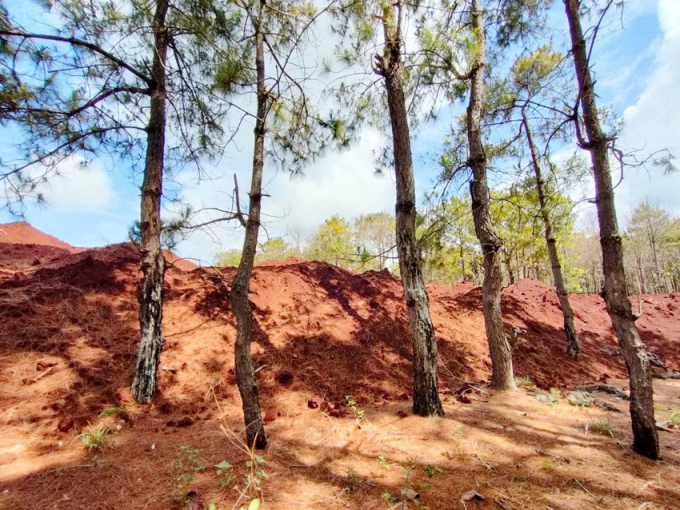 Nhiều phần đất đổ chồng lấn lên gốc thông, nguy cơ chết cây.