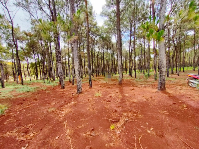 Đất đỏ tràn vào rừng thông sau vài cơn mưa lớn.