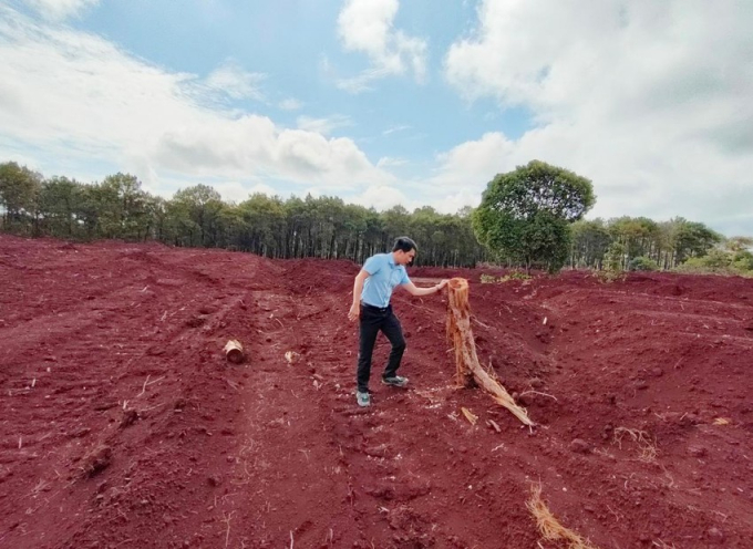Bãi tập kết, đổ đất trái phép trên diện tích rất lớn ngay trong vùng rừng thông do xã Tân Bình quản lý. Đây là khu vực ngoài vùng dự án sân golf Đắk Đoa.