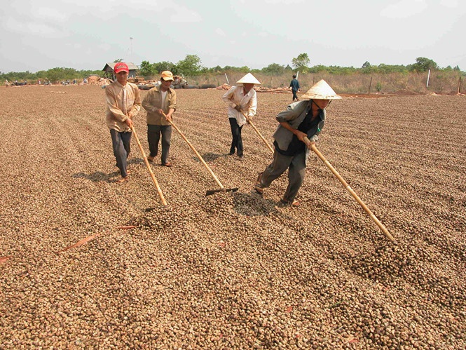 Ngành điều Việt Nam phụ thuộc lớn vào nguyên liệu nhập khẩu T.N