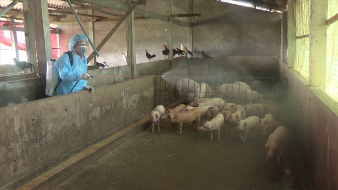 Cán bộ Thú y Bạc Liêu phun xịt khử trùng tại một chuồng nuôi heo để chuản bị tái đàn. Ảnh: Văn Sỹ