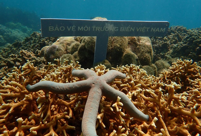 Rạn san hô ở Hòn Mun trước khi có dịch Covid-19