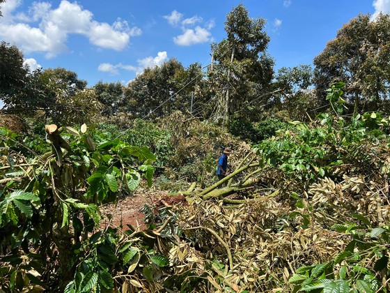Hàng trăm cây sầu riêng đang trong giai đoạn chuẩn bị cho thu hoạch đã bị gió lốc làm bật gốc