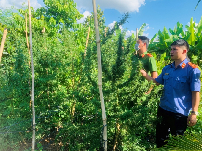 VKSND huyện Ea H’Leo đã cử Kiểm sát viên kiểm sát việc khám nghiệm hiện trường đối với vụ trồng cây Cần sa trái phép.