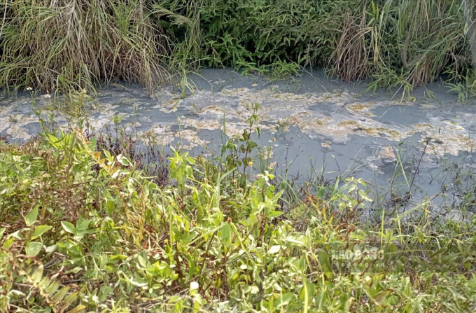 Bãi Gyps rò rỉ nước thải khiến nhiều ao trên địa bàn xã Phú Nhuận, huyện Bảo Thắng xuất hiện tình trạng cá chết hàng loạt. Ảnh: CTV.
