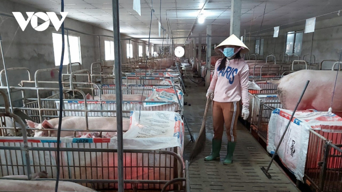 Người nuôi heo tại tỉnh Tiền Giang không mạnh dạn tái đàn vì giá thức ăn tăng cao.