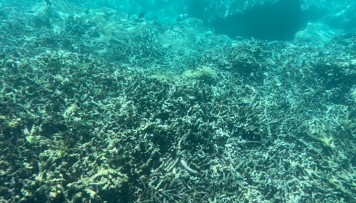 Khu vực Tây Nam Hòn Mun với việc san hô chết hàng loạt