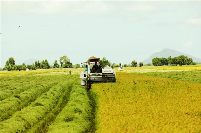 Chất lượng gạo Việt ngày càng được nâng cao nhờ những cánh đồng mẫu lớn, liên kết. Ảnh: T.Long