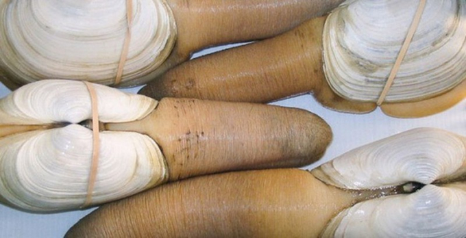 loai-hai-san-nhin-nguong-do-mat-o-viet-nam-650000kg-duoc-vi-nhu-than-duoc-hinh-6