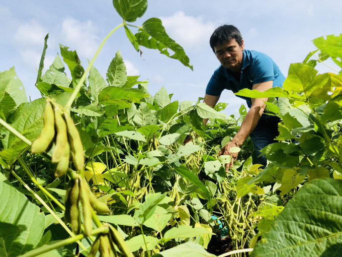 Nông dân Hợp tác xã Nam Dong ước tính thu lãi ít nhất 50 triệu đồng mỗi hecta sau vụ đậu nành năm nay CHÍ NHÂN