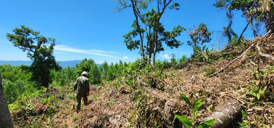 Hiện trường vụ phá rừng, lấn chiếm đất rừng ở khoảng 2a, tiểu khu 208