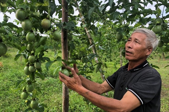 Chanh leo trồng ở Gia Lai trở thành trái cây thứ 10 của Việt Nam xuất khẩu chính ngạch sang Trung Quốc. Ảnh: CTV KHƯƠNG LỰC