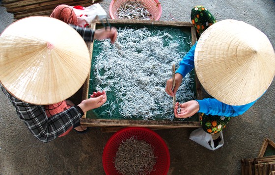 Các công đoạn hấp, phơi, lọc cá cơm tại cơ sở Chín Triển