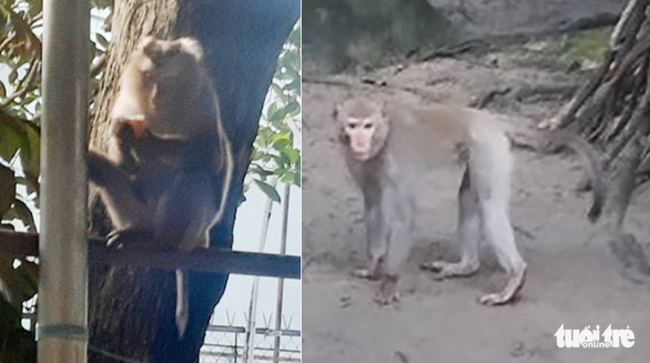 Hai con khỉ xuất hiện tại khu vực tổ 1, ấp 2A, xã Hòa Phú, huyện Củ Chi - Ảnh: Người dân cung cấp