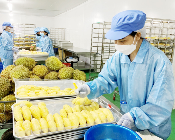 Làm sầu riêng cấp đông tại Công ty TNHH Chế biến nông sản Hạo Nguyên (xã Xuân Định, H.Xuân Lộc)