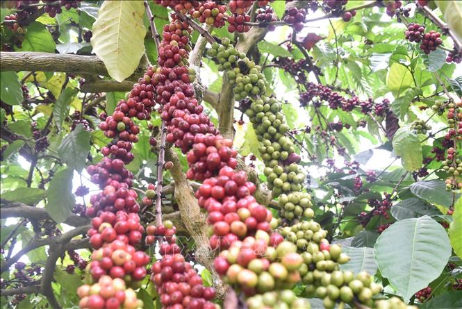 Cà phê của tỉnh Đắk Nông sản xuất theo bộ tiêu chuẩn quốc tế phục vụ xuất khẩu. Ảnh minh họa: Nguyên Dung/TTXVN
