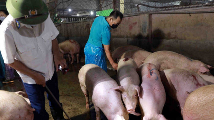 Do thiếu nguồn cung, chi phí đầu vào tăng, giá cả thế giới tăng nên giá thịt lợn của Việt Nam cũng tăng. (Ảnh: TTXVN)