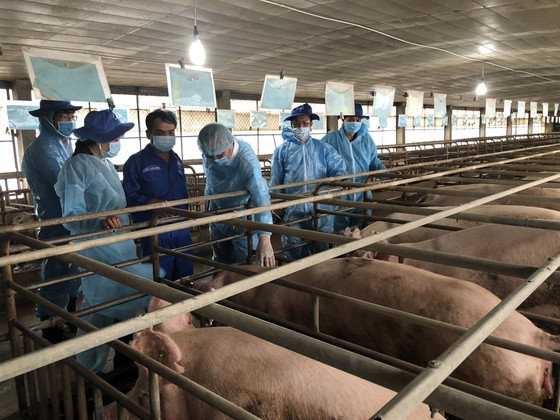 Đoàn công tác Bộ NN-PTNT kiểm tra heo giống tại Trung tâm Nghiên cứu và phát triển chăn nuôi Bình Thắng (Đồng Nai). Ảnh: THANH HẢI