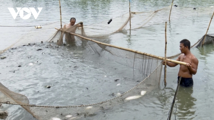 Giá cá thát lát ở Hậu Giang tăng nhưng hiện nguồn cá nguyên liệu còn rất ít.